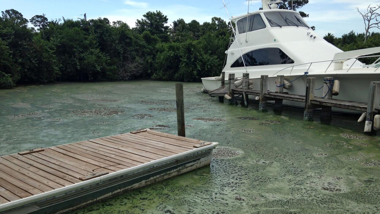 Los brotes de algas, tal como aparecen aquí en Stuart, Florida en julio...