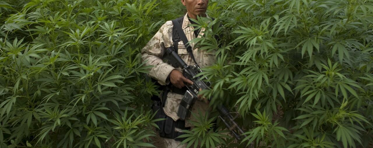 Legalizar marihuana bajaría hasta 26% ingresos de cárteles mexicanos, se...