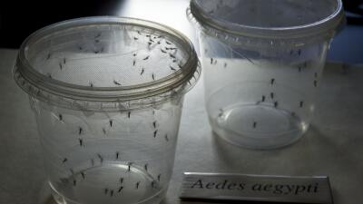 Mosquitos infectados del género Aedes.
