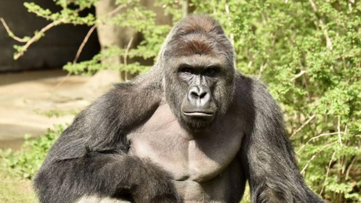 Recuerda a 'Harambe' del Zoológico de Brownsville, Texas.