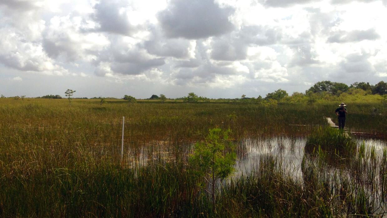 Ciénaga de hierba juncia en el Parque Nacional Everglades.