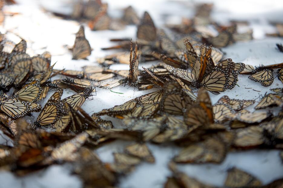 Monarch butterflies: when snow threatens their survival JDearing_af_9915...
