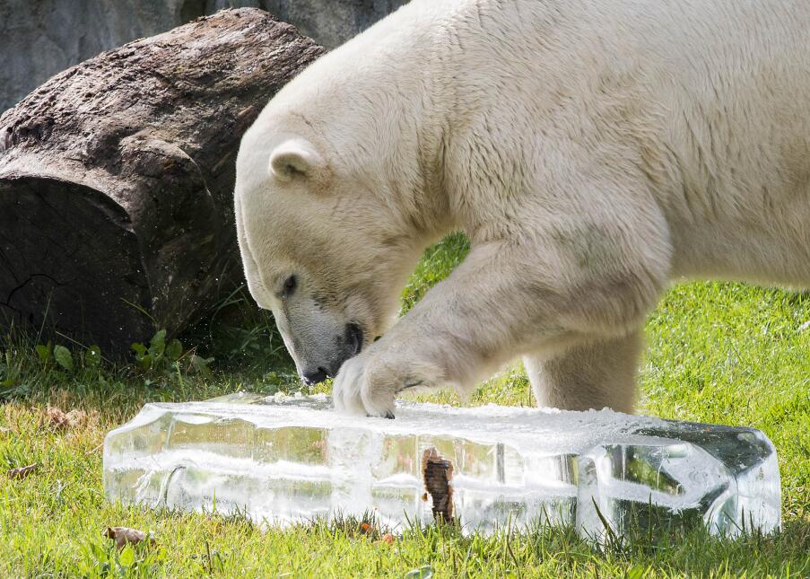 Ofrecen fresco refrigerio a animales del zoológico Brookfield