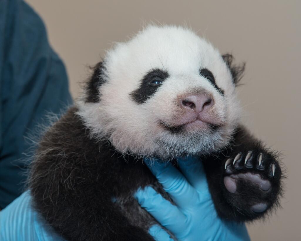 Bao Bao