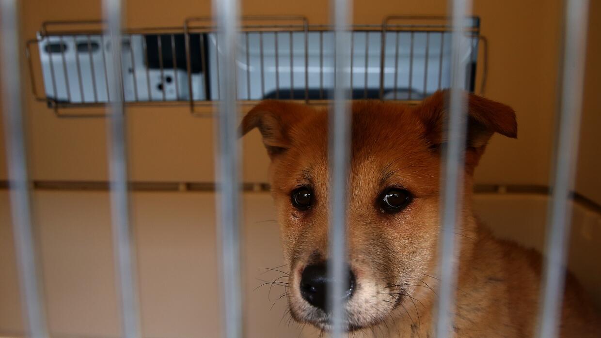 Esta cachorro fue rescatado de una granja de producción de carne de perr...