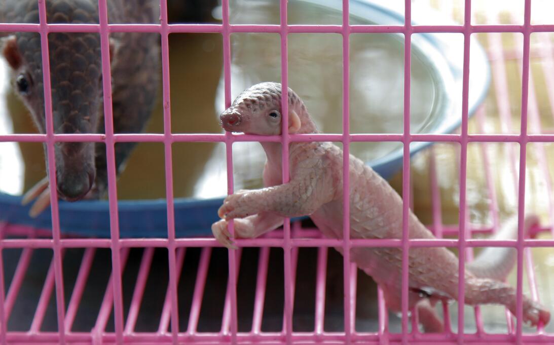 A newborn baby pangolin climbs the walls of a cage during a news confere...