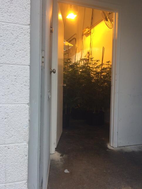 Decomiso de marihuana en laboratorio clandestino al sur de Phoenix