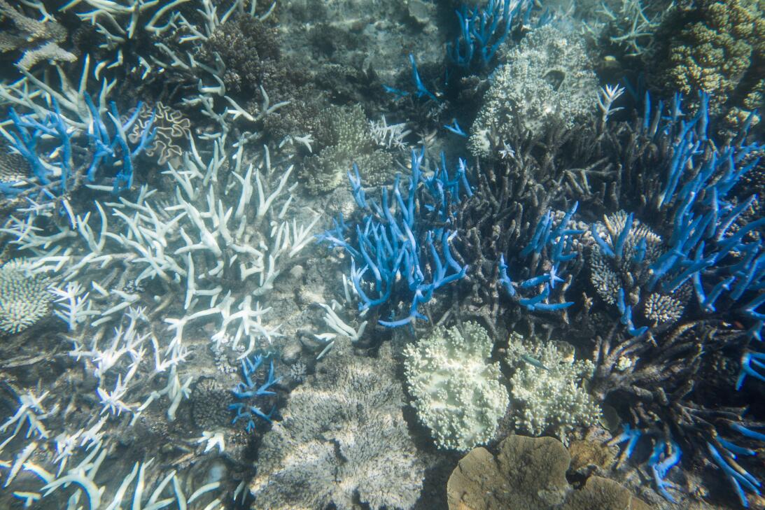 La Gran Barrera de Coral de Australia como ejemplo de resilencia natural...