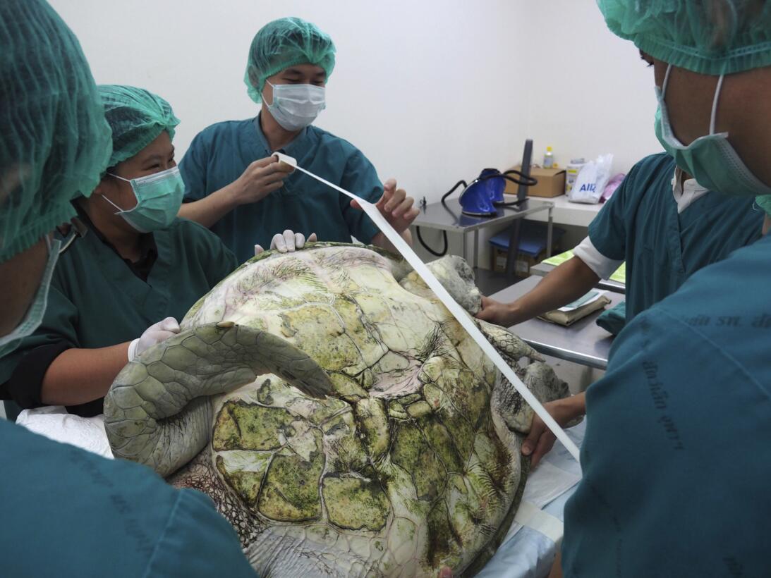 En fotos: la tortuga marina verde a la que le extrajeron 915 monedas del...