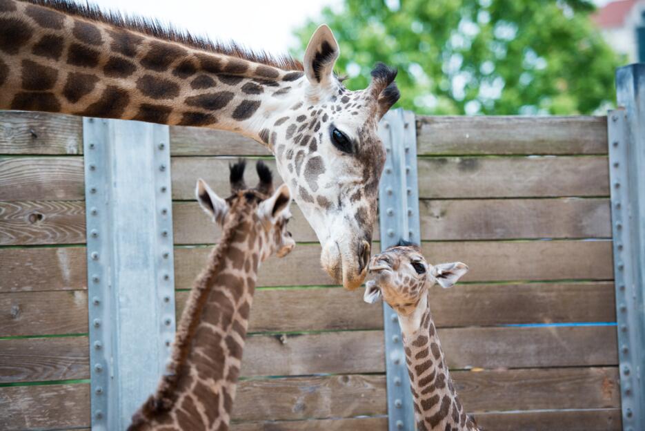 Nace una nueva jirafa en el Zoológico de Houston