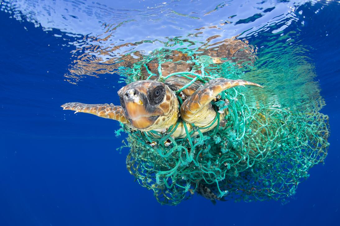 World Press Photo Naturaleza