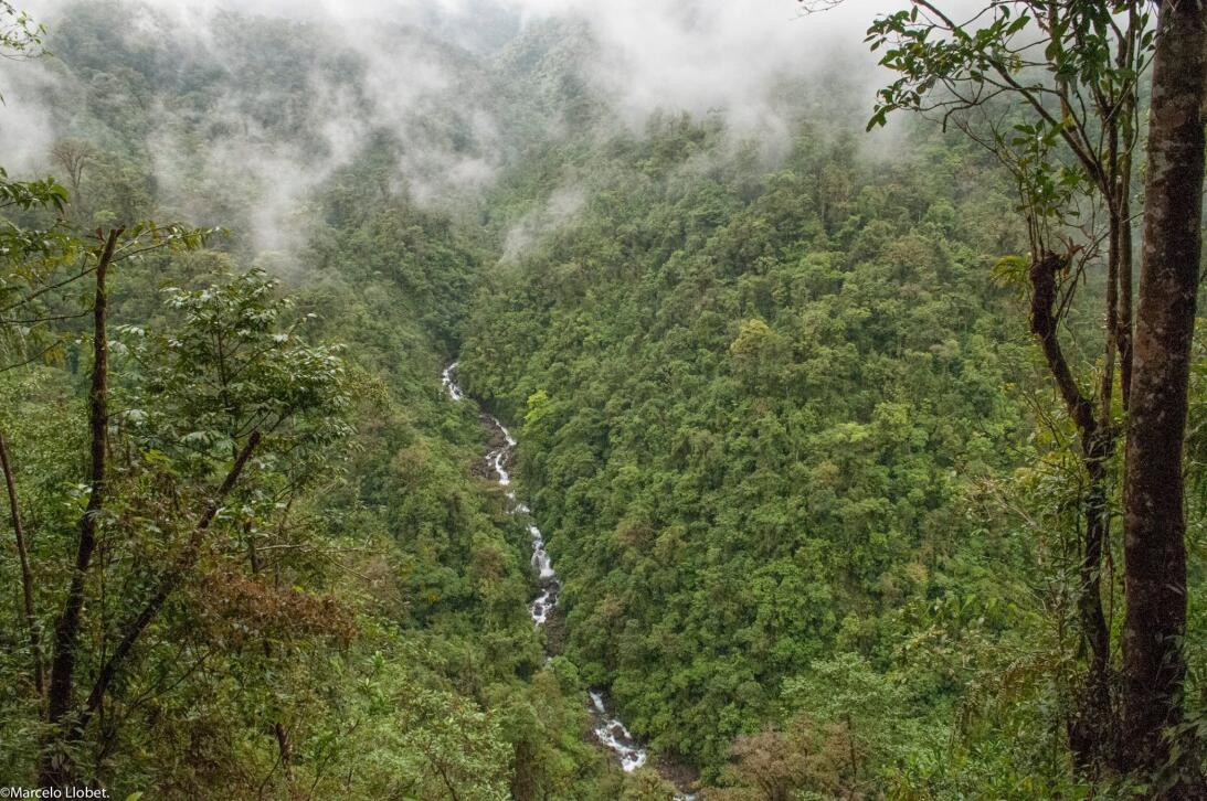 Un tercio del planeta está cubierto de bosques y son el hogar del 80% de...