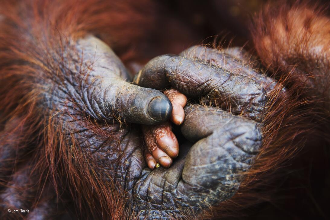 Estas son las mejores fotografías de vida silvestre que compiten por la...