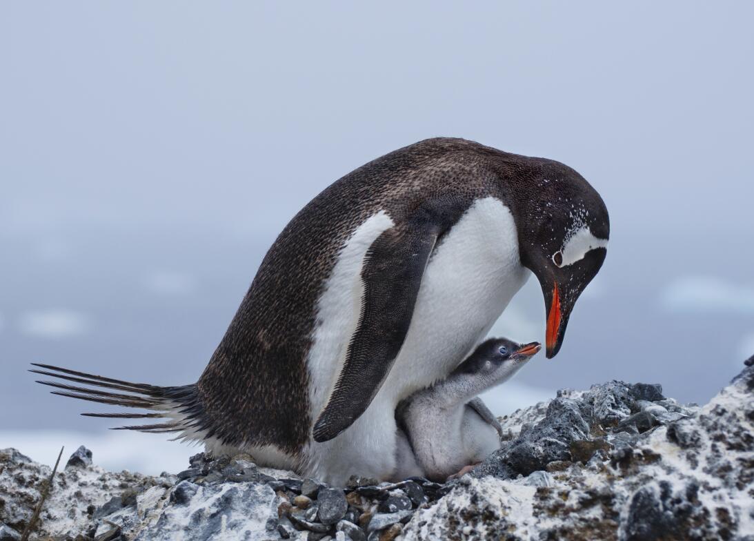 En fotos: el amor y la guerra en el mundo de las aves Gentoo_Penguins_De...