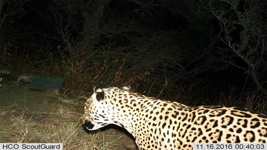 Imágenes de Jaguares captadas por cámaras de sensores en la frontera de...