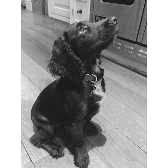 Olive Beckham, la nueva perrita