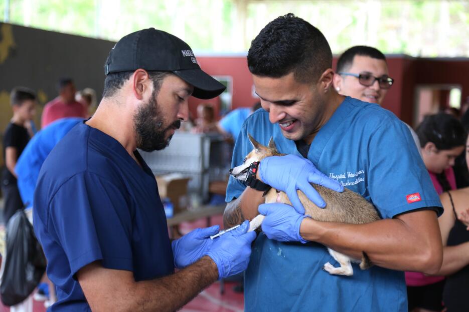 puerto rico vacunas mascotas