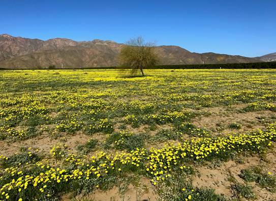 Anza-Borrego State Park