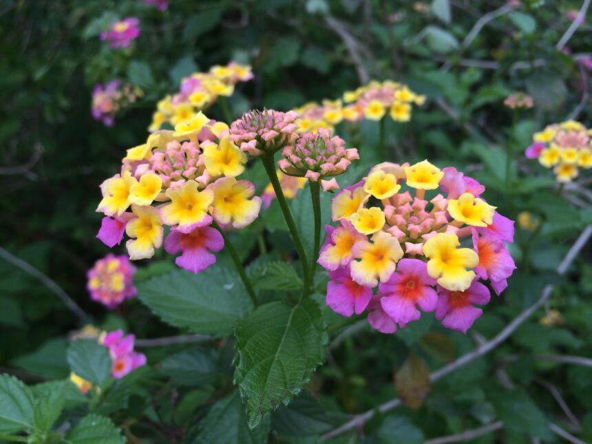 Las flores silvestres más exóticas de Texas - Univision 45 Houston