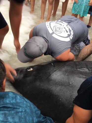 Cuatro fueron capaces de regresar al Golfo, pero tres quedaron varados....