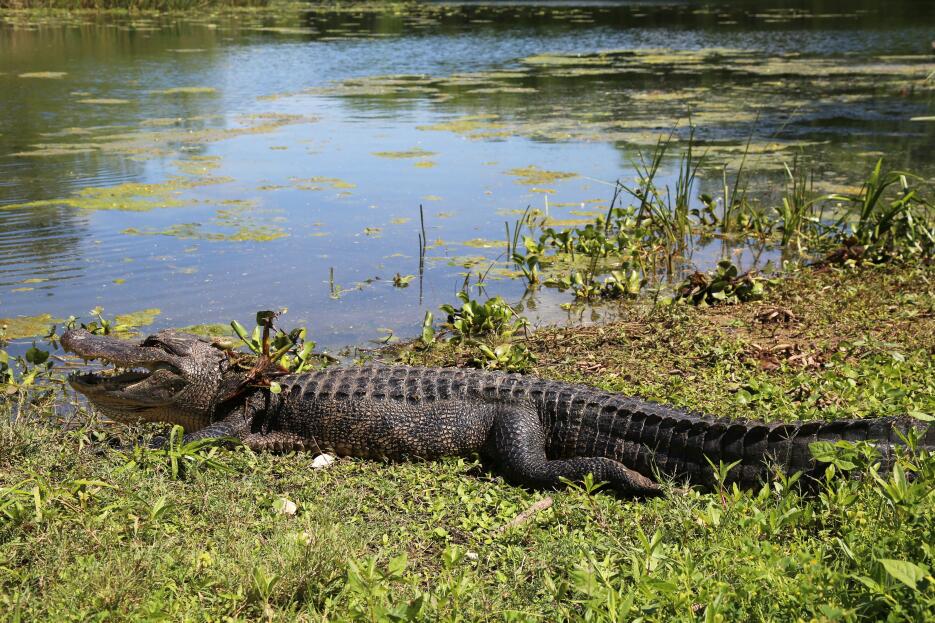 Brazos Bend, un parque que reune las especies más salvajes de Texas