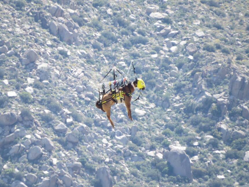 El caballo fue rescatado tras caer en un camino en montañoso.