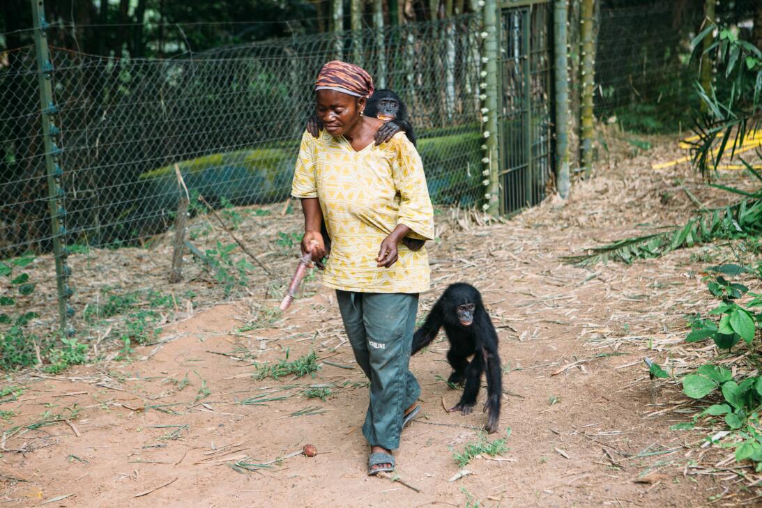 Así viven en el Congo los últimos bonobos, primates que usan el sexo com...