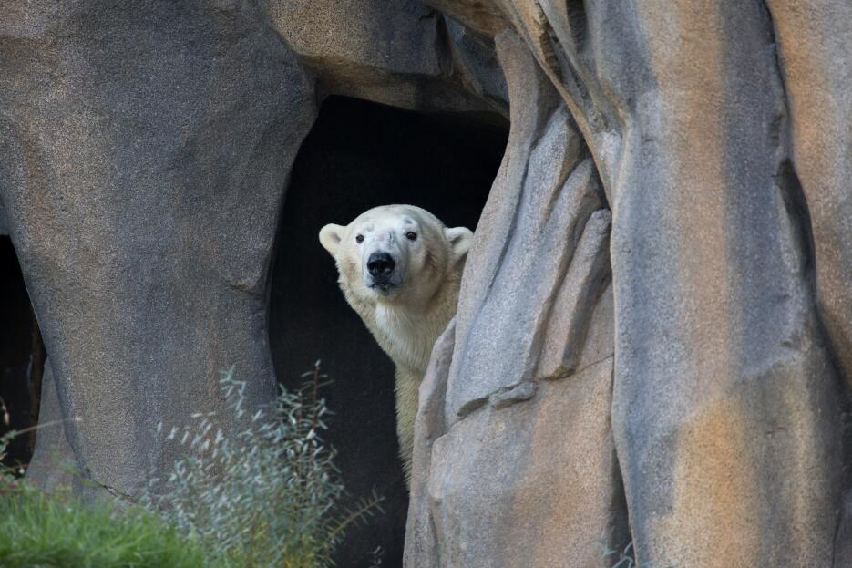 Abren exhibición de osos polares en el zoológico Lincoln