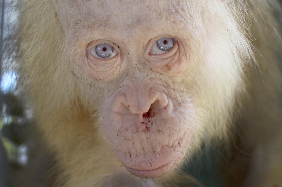 Buscan un nombre para la rara orangután albina rescatada en Indonesia o...