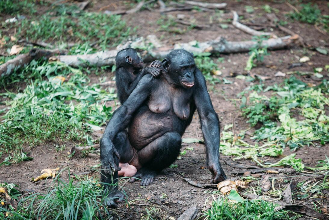 Así viven en el Congo los últimos bonobos, primates que usan el sexo com...
