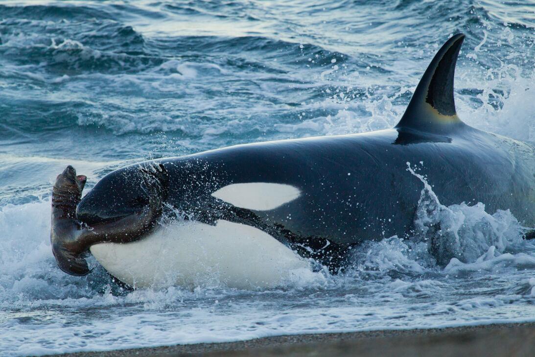 Así caza uno de los depredadores más poderosos del mundo: la ballena ase...