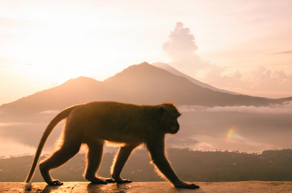 July 23 | The new moon in Leo brings a tone of joy - Univision 1 23 de julio | La luna nueva en Leo trae un tono de alegría 1.jpg