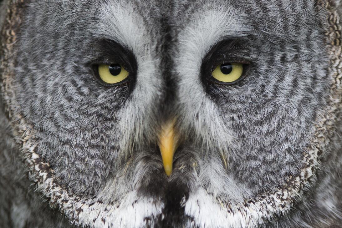 La razón por la que las aves no tienen canas y otros 14 secretos de su p...