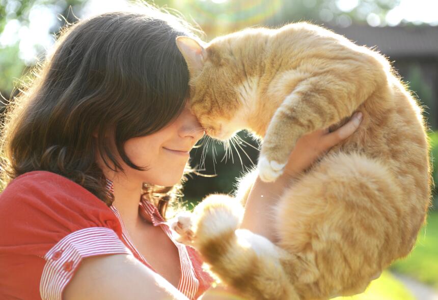 ¿Se puede entrenar a un gato? Aquí te decimos cómo
