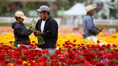 Sin inmigrantes, la población que puede trabajar en EEUU se estancará