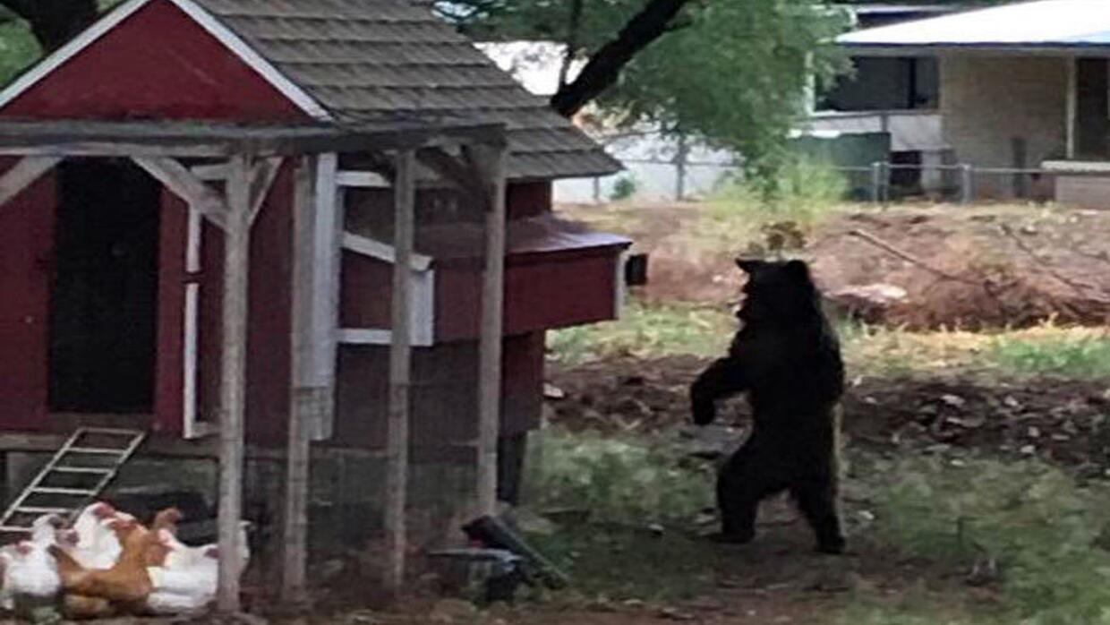 El propietario de la vivienda visitada por el oso captó la imagen...