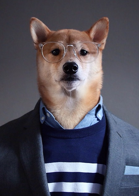 Bodhi, el perro fashionista