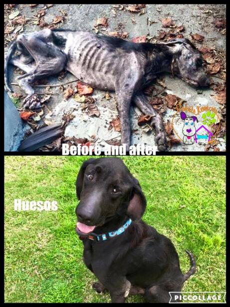 El perrito que fue hallado en una condición de salud grave, en pu...