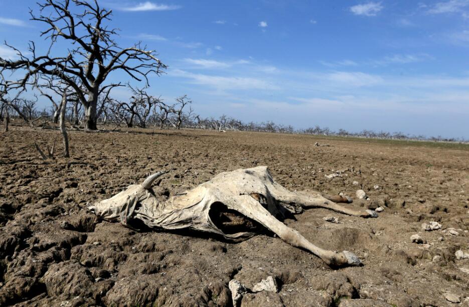 Paraguay está padeciendo una crisis ecológica de tremendas dimensiones....