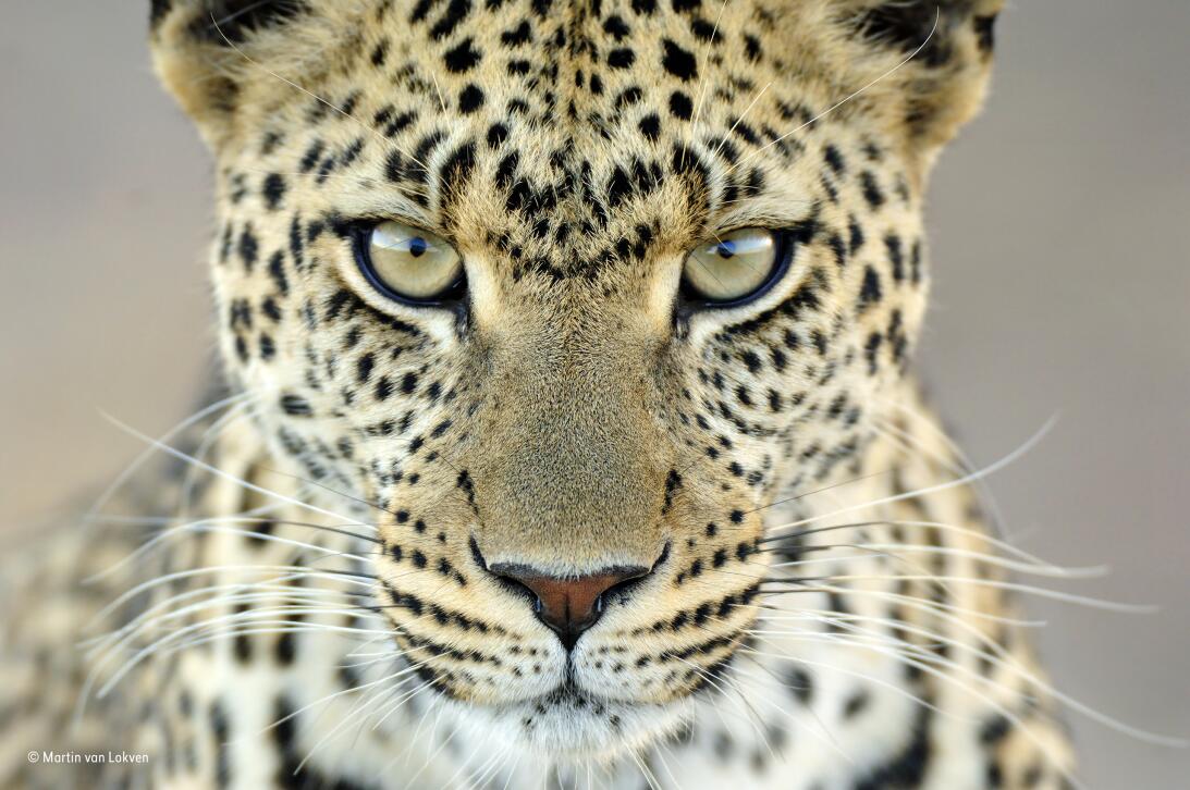 Estas son las mejores fotografías de vida silvestre que compiten por la...