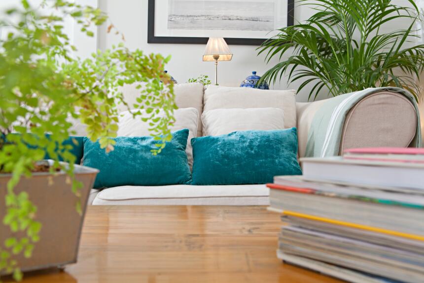 plantas ambiente