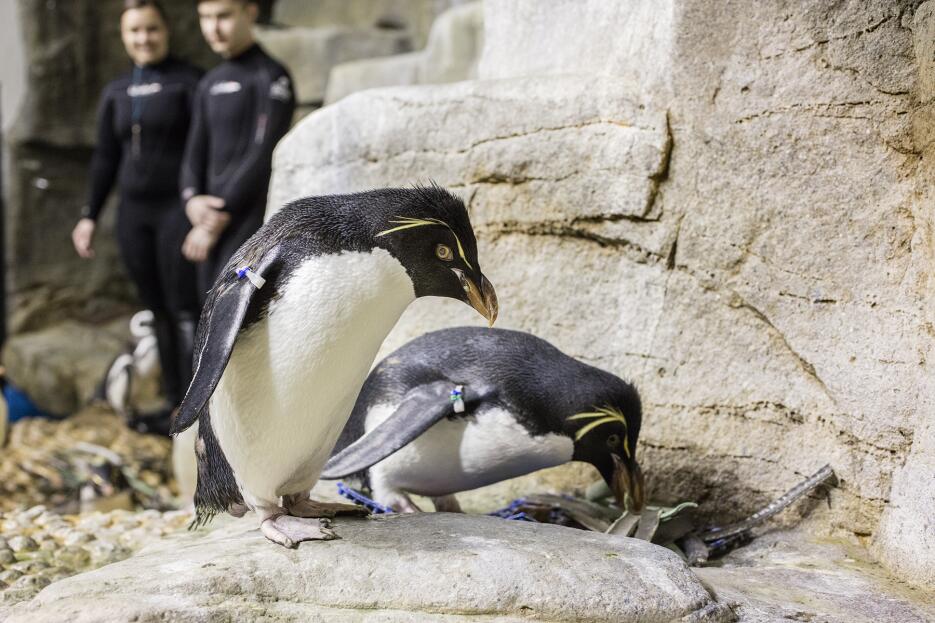 Pingüinos del acuario Shedd ya están preparando sus nidos.