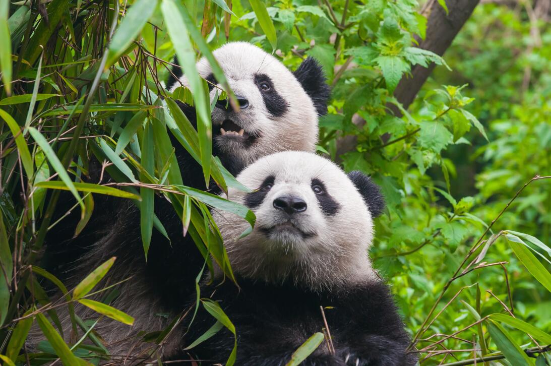 Para ‘el día más romántico’ del año, los pandas necesitan pornografía is...
