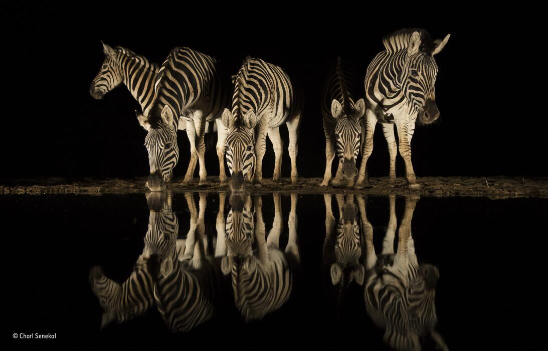 Estas son las mejores fotografías de vida silvestre que compiten por la...