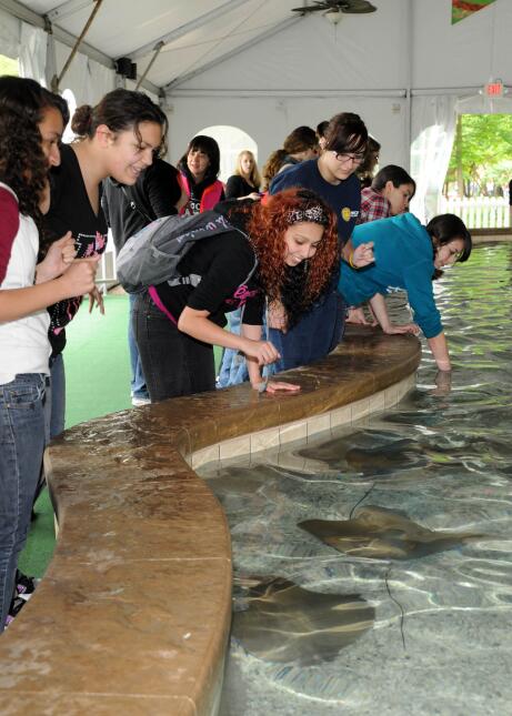 Imágenes de la exhibición Stingray Bay Habitat que por ahora ha sido sus...