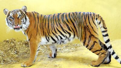 Tigre Da Muerte A Cuidadora En Zoológico De Palm Beach Univision Tigre Da Muerte A Cuidadora En Zoológico De Palm Beach