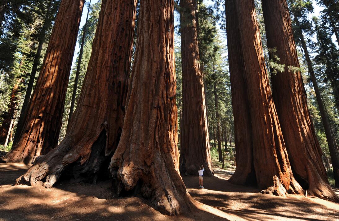 Las sequoias son los árboles más grandes del mundo. Estas miden cientos...